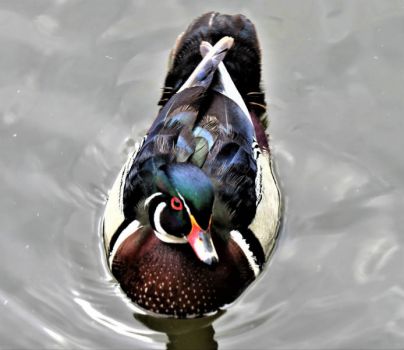 Solve Ornate Male Wood Duck Jigsaw Puzzle Online With Pieces