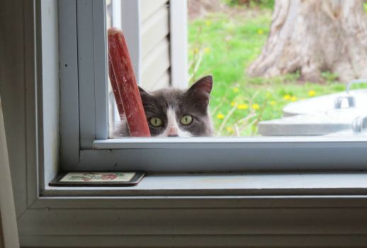 Solve How To Tell If Your Cat Is Plotting To Kill You Jigsaw Puzzle