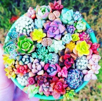 Solve Colorful Succulents Jigsaw Puzzle Online With 144 Pieces