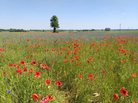 Solve Poppy field Aguonų laukas jigsaw puzzle online with 154 pieces