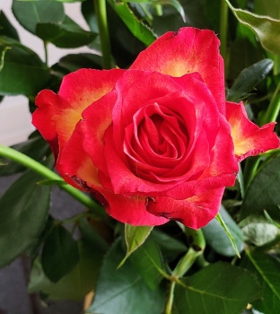 Solve Red Rose Jigsaw Puzzle Online With 42 Pieces