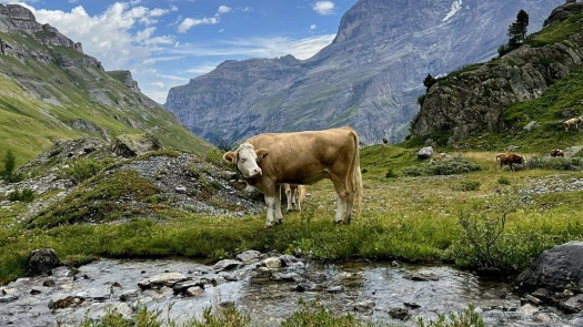 Solve Moo Cows In The Swiss Alps Up To Pieces Jigsaw Puzzle