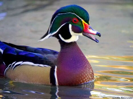 Solve Wood Duck Jigsaw Puzzle Online With Pieces