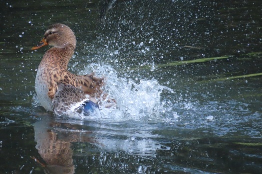 Solve Bathing Female Mallard Jigsaw Puzzle Online With Pieces