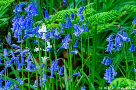 Solve Clyde Valley Bluebells With White Bluebells Jigsaw Puzzle