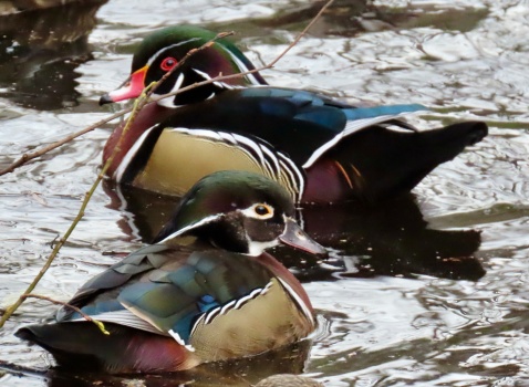 Solve Wood Ducks Jigsaw Puzzle Online With 108 Pieces