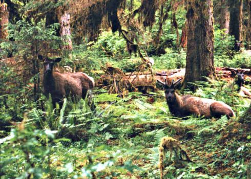 Solve Shasta Trinity National Forest Jigsaw Puzzle Online With 20 Pieces