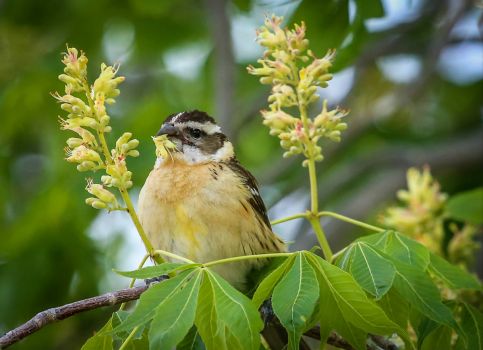 Solve Black Headed Grosbeak Jigsaw Puzzle Online With Pieces