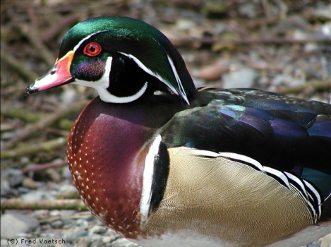 Solve Wood Duck Jigsaw Puzzle Online With Pieces