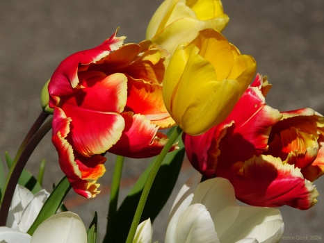 Solve Tulips Jigsaw Puzzle Online With 80 Pieces