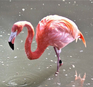 Solve Flamingo Jigsaw Puzzle Online With 72 Pieces