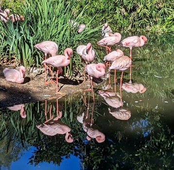 Solve Flamingos Jigsaw Puzzle Online With 100 Pieces