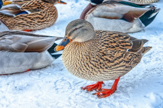 Solve Duck Duck Well Duck Jigsaw Puzzle Online With Pieces