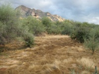 Pusch Ridge with furry grass in foreground