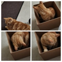 Leo in Boxes-COLLAGE