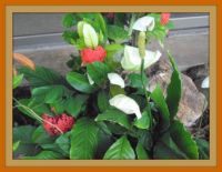 Tropical flowers