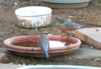 thirsty robin and cedar waxwing