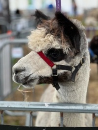 Llama Time