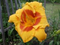 Day lily - "Fooled Me" - medium puzzle