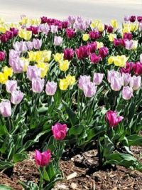 Spring Tulips