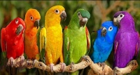 Colorful parrots          109