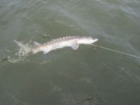 Catch and Release Sturgeon