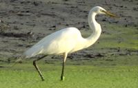 Great Egret
