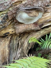 Strange Wood