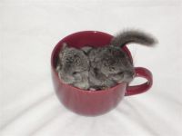 Chinchilla Tea