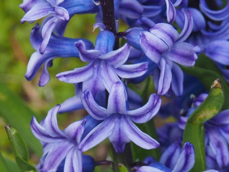 Neighbors Hyacinth