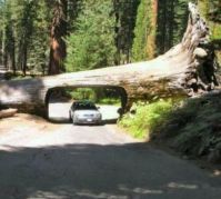 Drive-through log in California