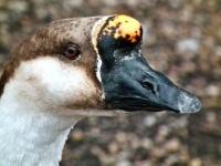 Chinese Goose
