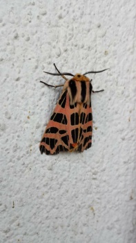 ingenieur bezoek instinct Solve tiger moth jigsaw puzzle online with 91 pieces