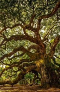 Angel Oak Tree on John's Island, South Carolina