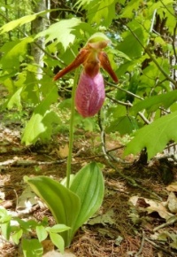 Pink Lady Slipper Orchid