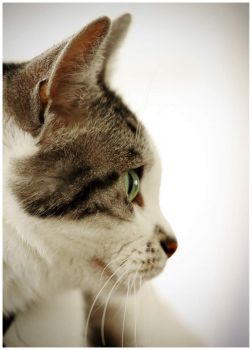 Our Aristocat ~ aka "Kimmy Cat"