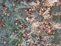 Autumn Leaves in the Grass