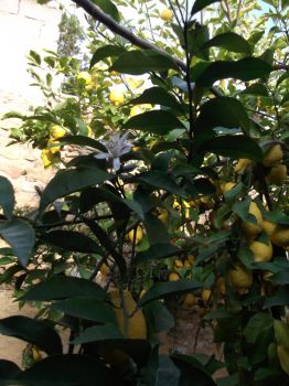 The first blossoms on our lemon tree opened today