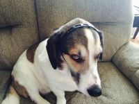 bob and the headband of shame