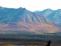 Alaskan Redberry  Bear Patch