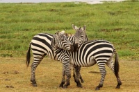 Zebra greeting