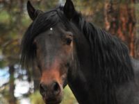 Pure_Breed_Spanish_Horse_Wallpaper_adgb8