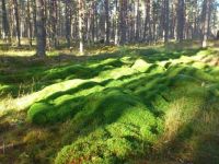 Mossy area -