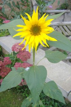 Garden - Sunflower 1