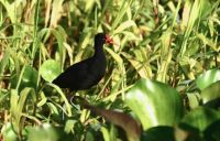 Wattled Jacana, Chagres River, Panamá