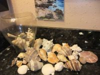 Sea Shells, but not by the seashore