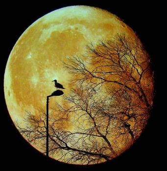 moon-bird