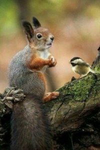 squirrel and bird