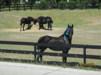 Beautiful Ocala, FL horses