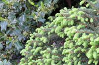 New Growth